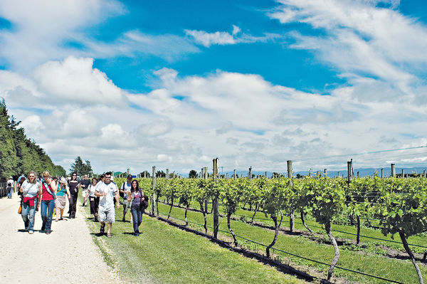 遊威靈頓馬丁堡 訪精品酒莊嘗Pinot Noir