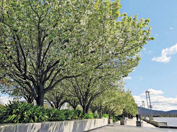 春臨坎培拉 駕Segway走梨花路