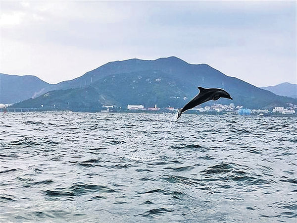 深圳大鵬灣 海豚出沒