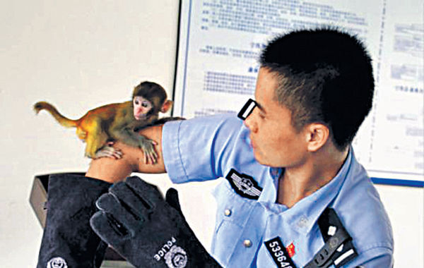 雲南買小獼猴當寵物 旅客被查獲