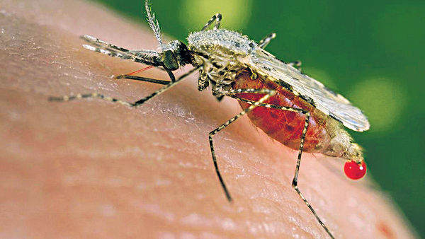 「超級瘧疾」肆虐東南亞 恐無藥可醫