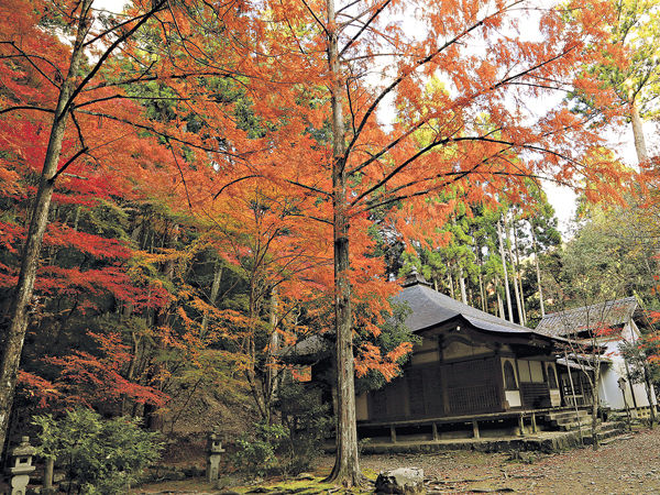 東京賞紅葉 熱選高尾山