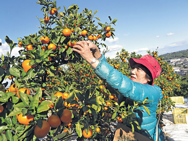 熊本 長野 冬日採鮮果