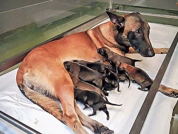 警犬媽媽 再誕11狗BB