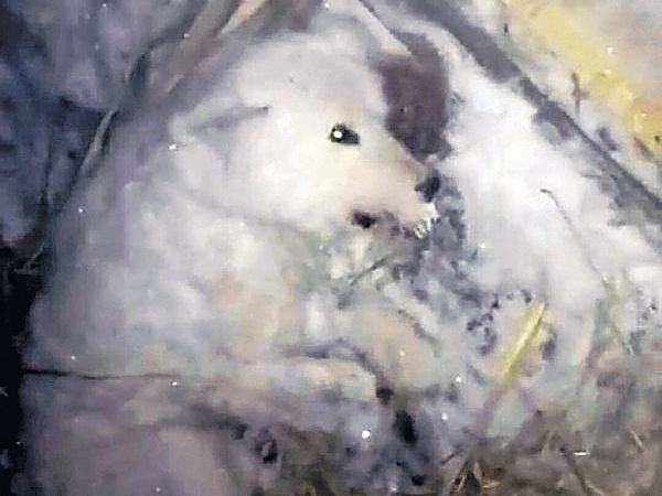 潑水棄-32℃室外 俄國小狗冰封凍死