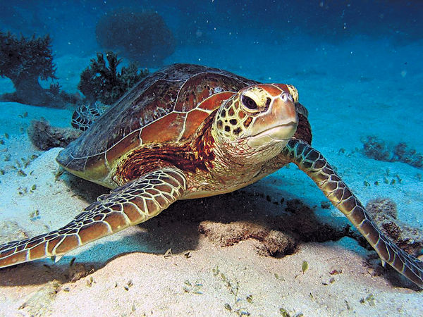 大堡礁暖化 雄性海龜恐絕種