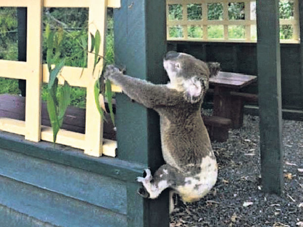 樹熊慘被釘木柱 惹澳洲民憤
