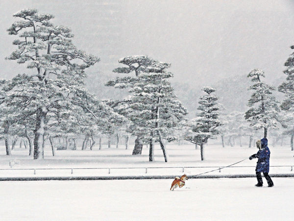 暴雪吹襲東京 1.5萬旅客受影響