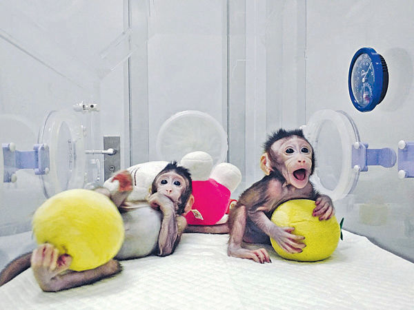 全球首對複製猴在華誕生 助研腦疾病