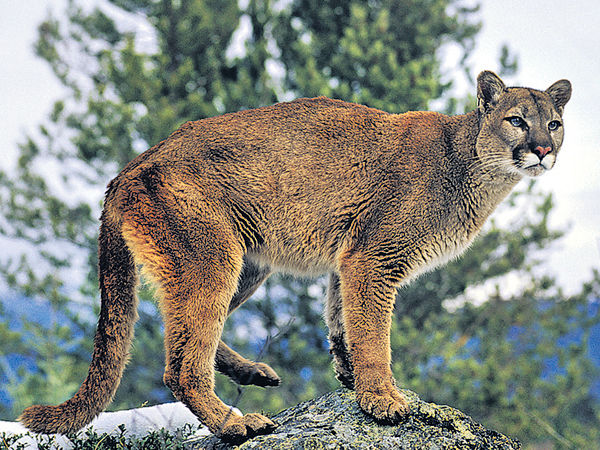 80年不見蹤迹 東部美洲獅宣告絕種