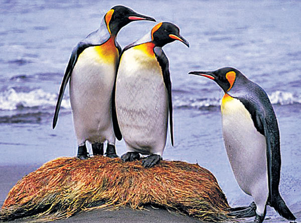 國王企鵝世紀末恐絕種