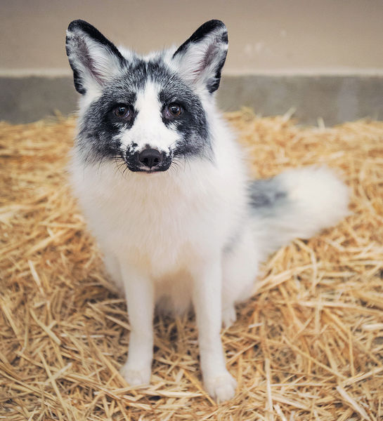 赤狐BB移民新加坡動物園