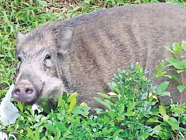 野豬擾民 政府促停止餵飼