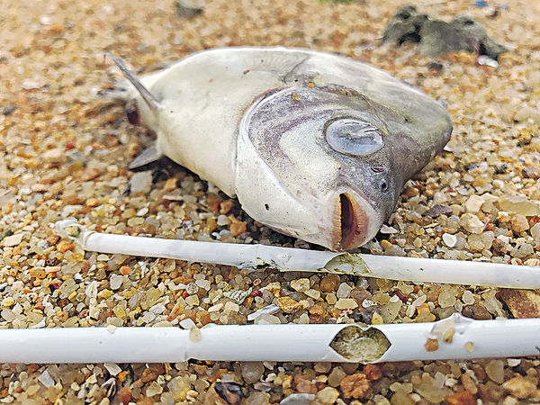 疑將飲管當食物 鯁死逾200海魚
