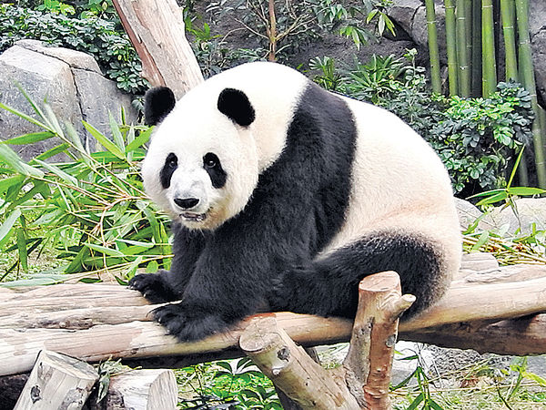 盈盈樂樂繁殖期 海洋公園熊貓館停開