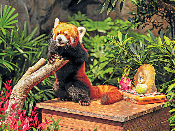 六月賀壽優惠 生日周免費遊海洋公園