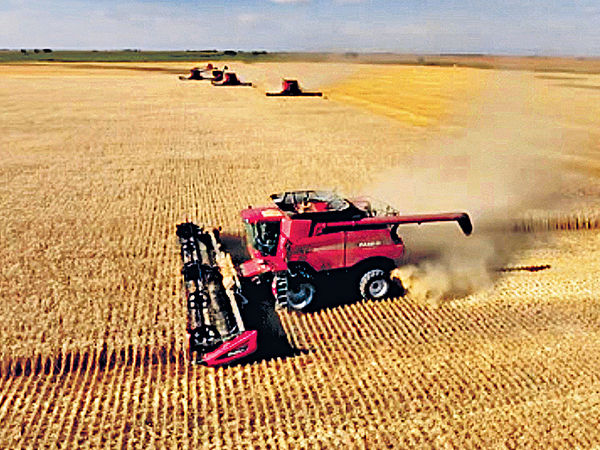 加拿大#小麥#農業革命#一場騙局