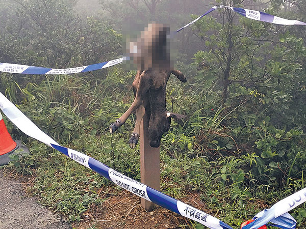 腹部劏開 內臟掏空 冷血虐殺 小牛屍掛大帽山