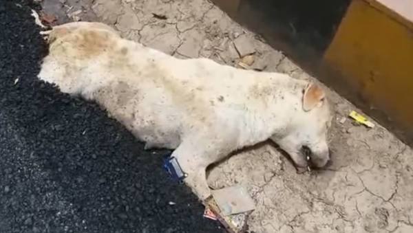 修路工人用滚烫沥青活埋流浪狗惹公愤!狗狗终被活生生烫死