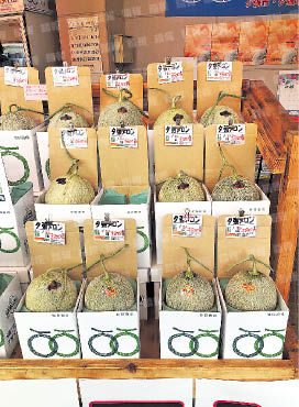 北海道#夕張蜜瓜#幸福的黃手絹#失去的味道