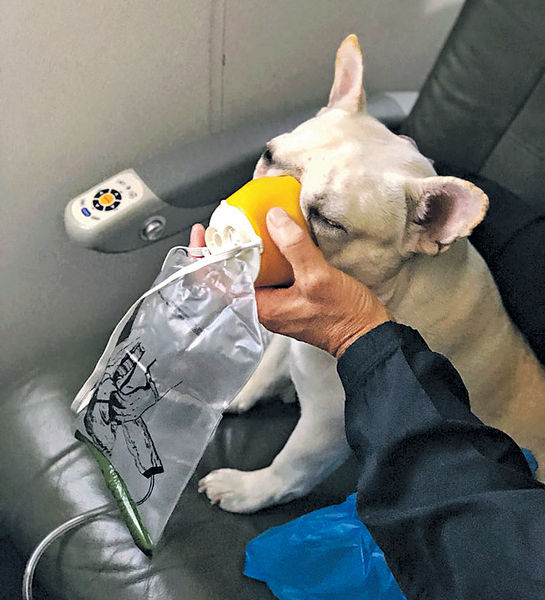 法國鬥牛犬搭飛機缺氧 機組人員救命