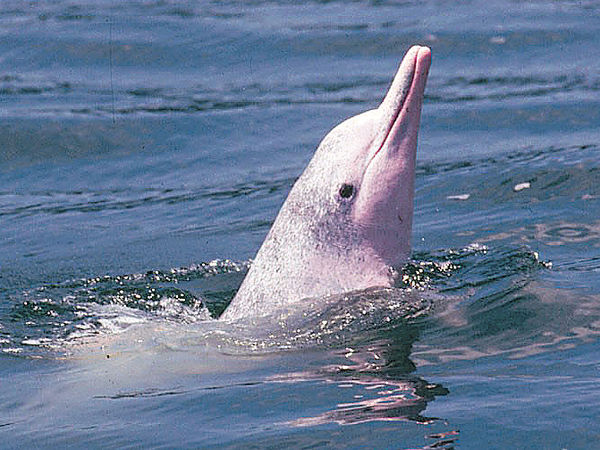 本港中華白海豚 僅餘47隻