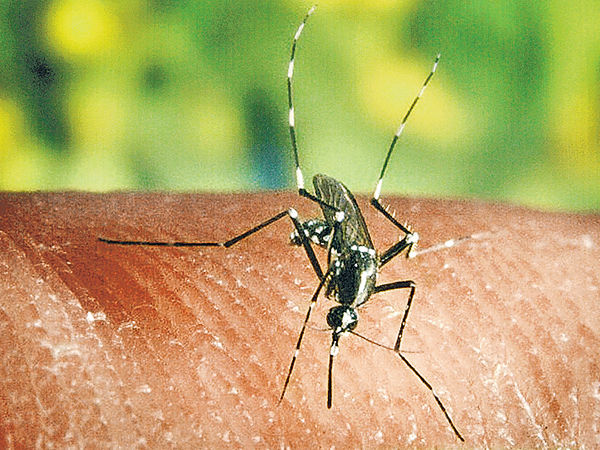 上月蚊患指數升 將軍澳北重災