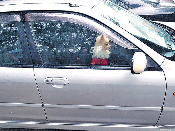 再犯獨留狗在車 主人囚4周