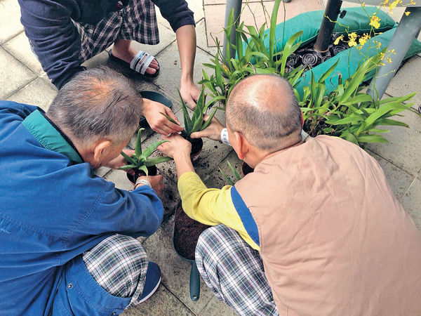 種植平靜心境 精神病者變正向