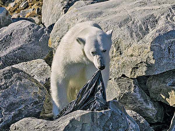 餓極北極熊吃垃圾袋