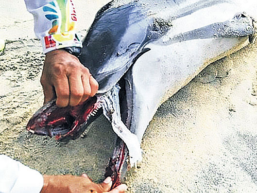 海豚伏屍墨海灘 疑吞尿片窒息