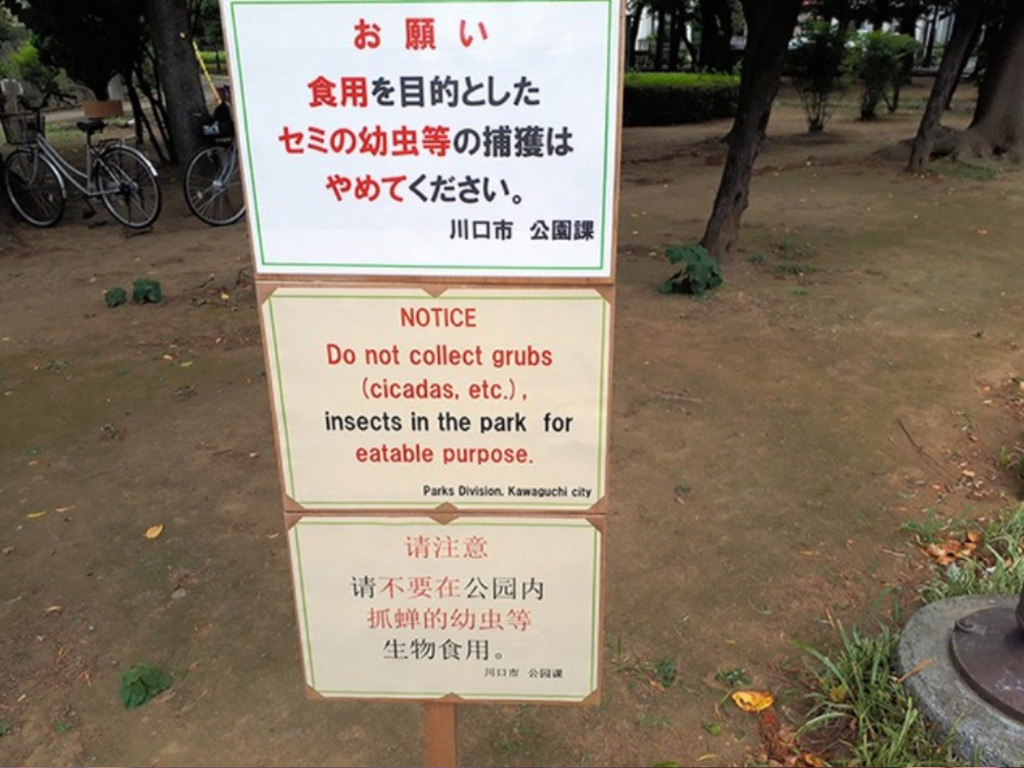 日本公園中英文警告 請勿抓幼蟬食用 當地居民 很好奇誰會吃 Ezone Hk 網絡生活 網絡熱話 D1802