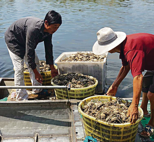 污水入侵洪澤湖 萬畝大閘蟹產區絕收