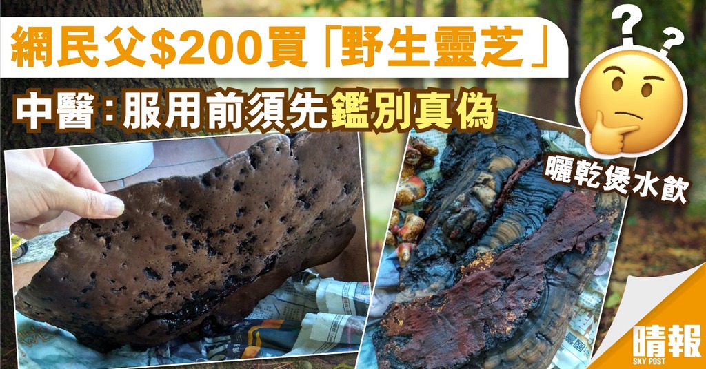 網民父親買疑似野生靈芝 擬曬乾煲水飲