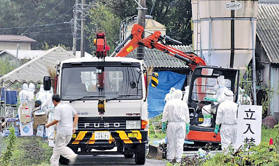 日岐阜爆豬瘟 撲殺600隻豬