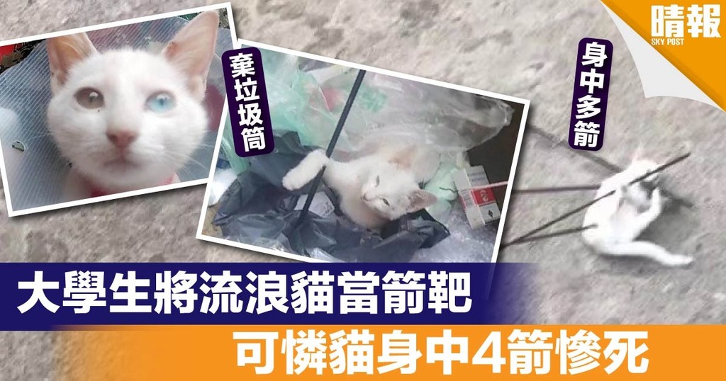 流浪貓慘變箭靶 大學生用貓咪練箭