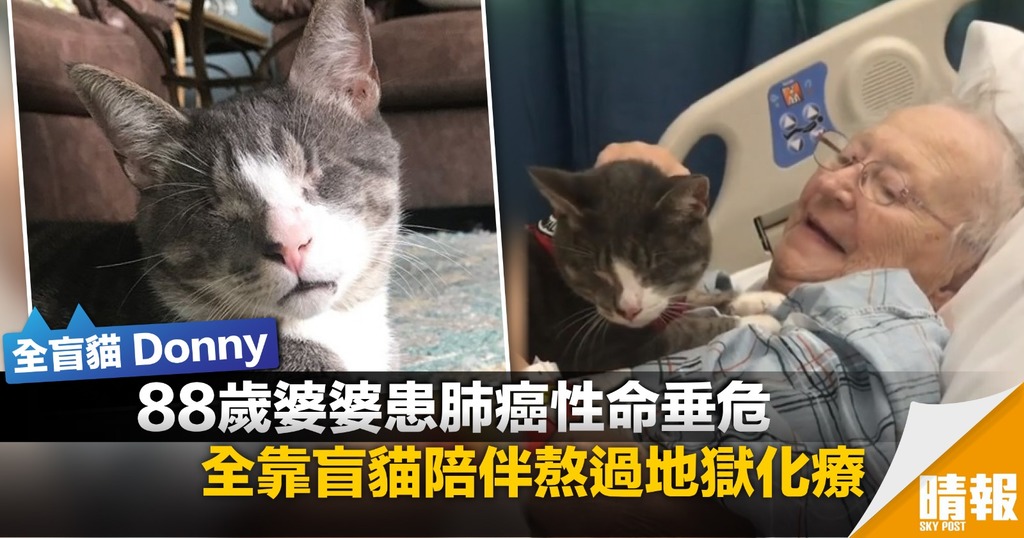 貓咪也有治療作用 盲貓陪伴助88歲婆婆戰勝肺癌