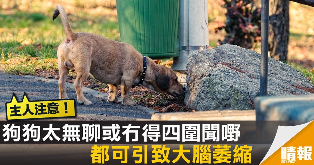 狗狗太無聊或冇得四圍聞嘢 都可引致大腦萎縮