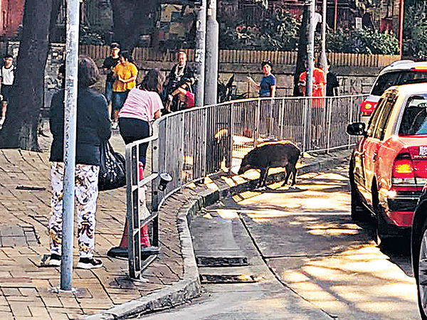 馬鞍山銅鑼灣 野豬出沒注意