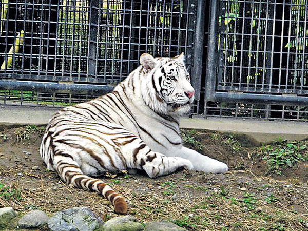 鹿兒島動物園 白老虎咬死飼養員