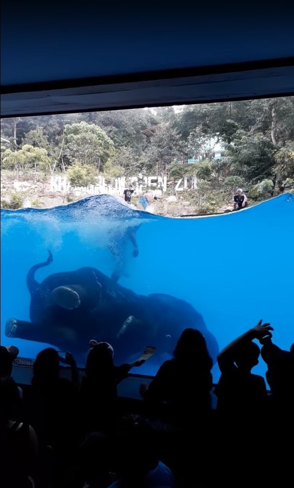 泰國動物園迫大象水中表演13萬人聯署要求停止 晴報 時事 熱話 D181010