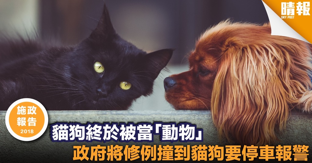 【施政報告2018】政府將修例保護動物 撞到貓狗要停車報警
