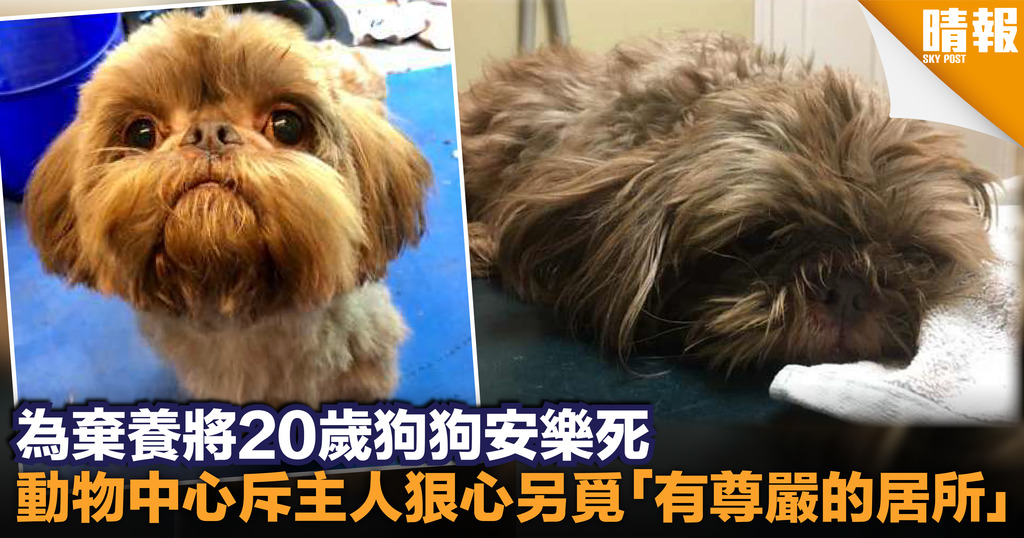 要求動物中心將20歲狗狗安樂死 職員揭主人欲棄養將其「處死」