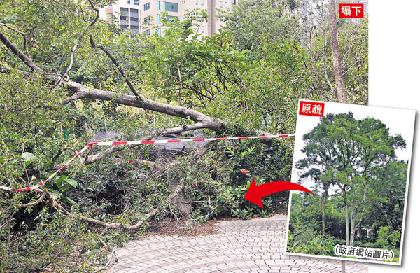 山竹吹倒11古樹 樹木辦被指防護不足