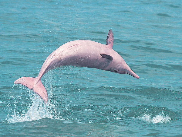 白海豚6年減4成 環團倡先保育後填海
