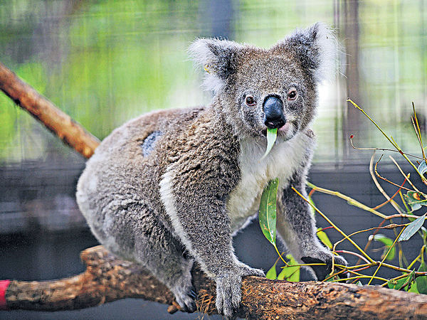 野生脊椎動物 44年間減6成