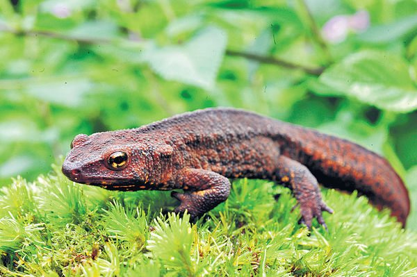 香港蠑螈生態導賞團 齊認識瀕危物種