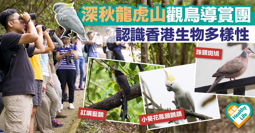 深秋龍虎山觀鳥導賞團 認識香港生物多樣性