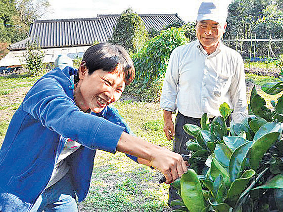 港客遊鹿兒島增 新興「農場住宿」