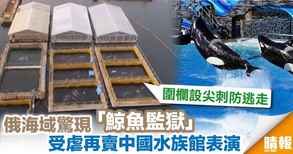 疑賣到華水族館表演 俄海域驚現「鯨魚監獄 」被轟虐待動物